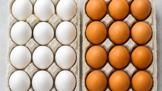 huevos blancos o colorados: que diferencias tienen y cual es mejor para cocinar