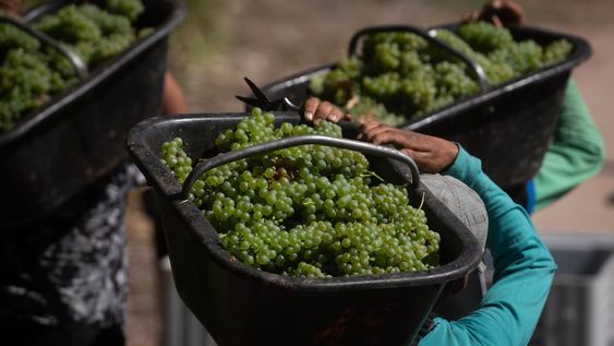 ¿Cómo viene la cosecha en Mendoza?
