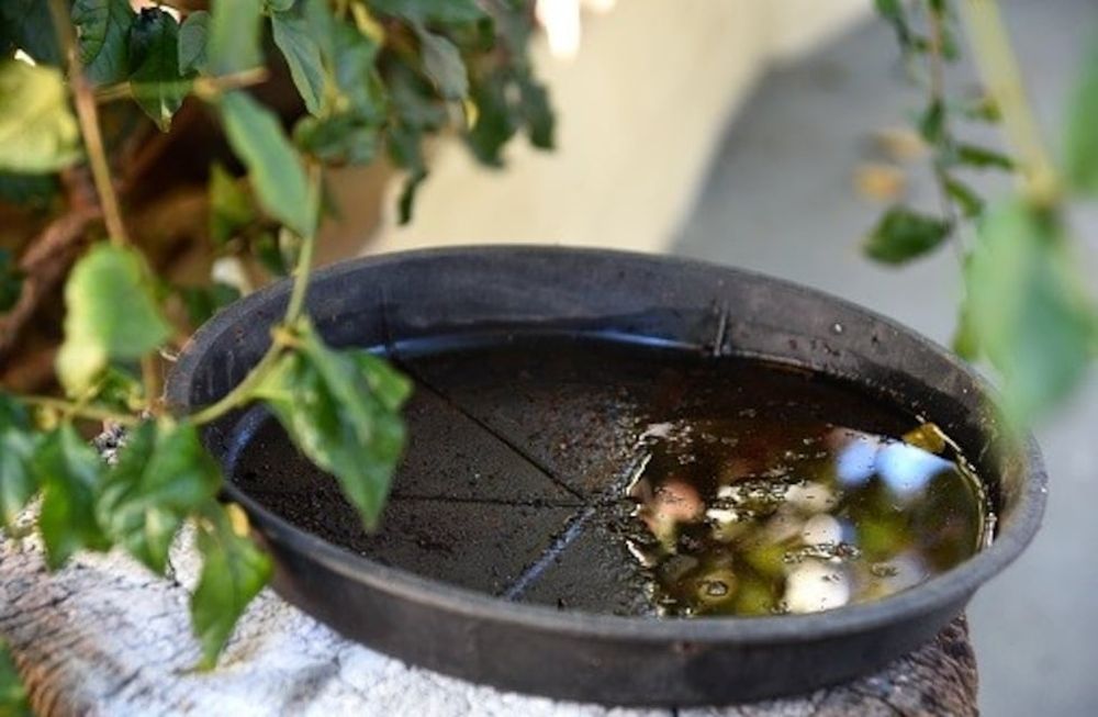 Descacharrado para evitar el dengue
