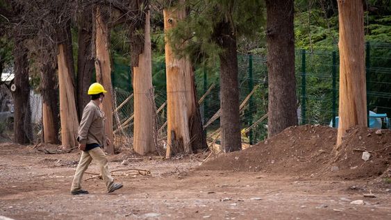 El Censo de Arbolado del Área Metropolitana de MendozaArboles secos frente a Obras Sanitarias en el Parque General San Martín.Foto: Ignacio Blanco / Los Andes