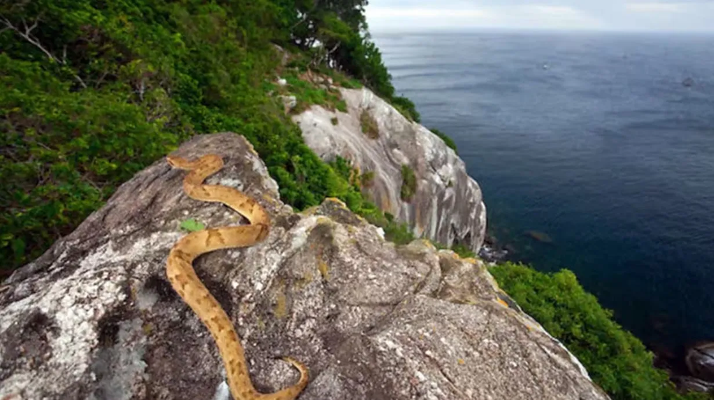Asi es la Ilha da Queimada Grande, Isla de las Cobras, en Brasil.