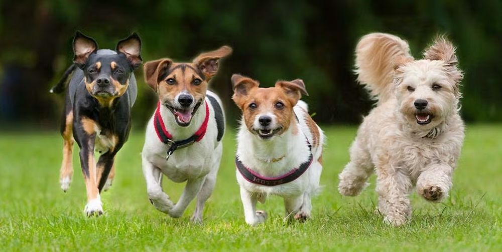 ¿Los perros envejecen por igual? Un estudio revela qué factores determinan su edad