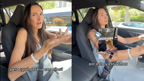 Viajar con perros