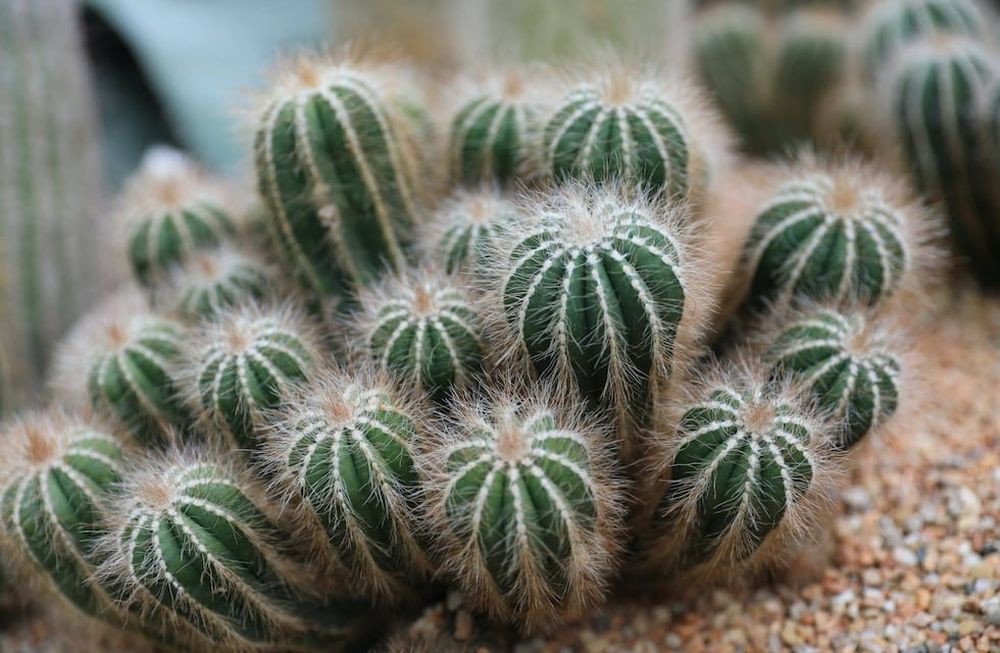 El aliviante significado de soar con cactus