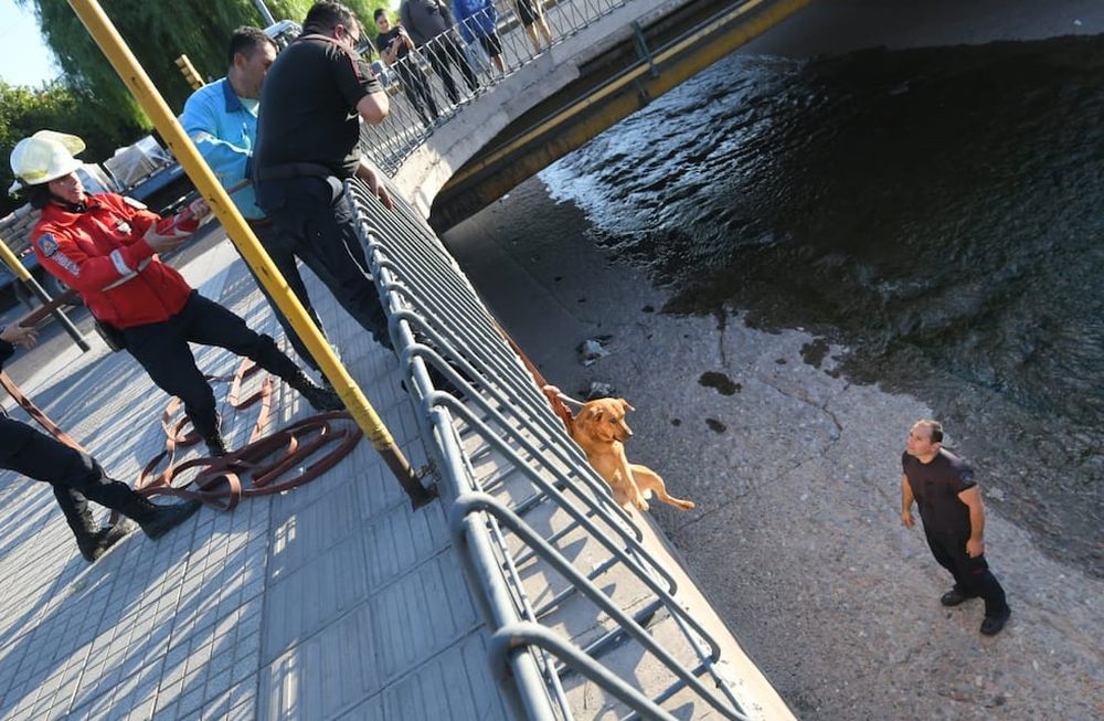 Fotos y video: bomberos rescataron a un perrito en el canal Cacique Guaymallén y evitaron que se ahogue. Foto: Ignacio Blanco / Los Andes.