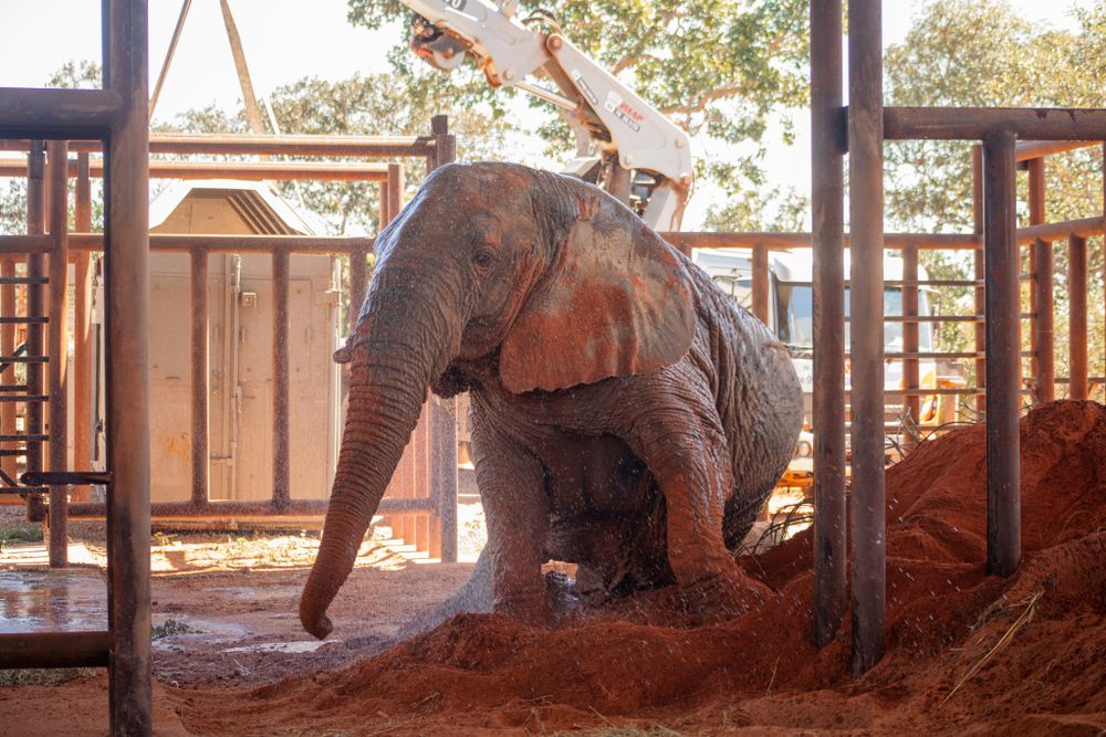 L'éléphant du Kenya est désormais au sanctuaire brésilien après un voyage de cinq jours depuis Mendoza.