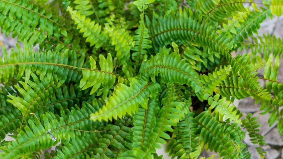Existen plantas, que con pequeños trucos de la jardinería, refrescan el interior de tu hogar o la intimidad de tu jardín.