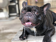 5 razas de perros que producen mas saliva y que pueden ensuciar tu casa
