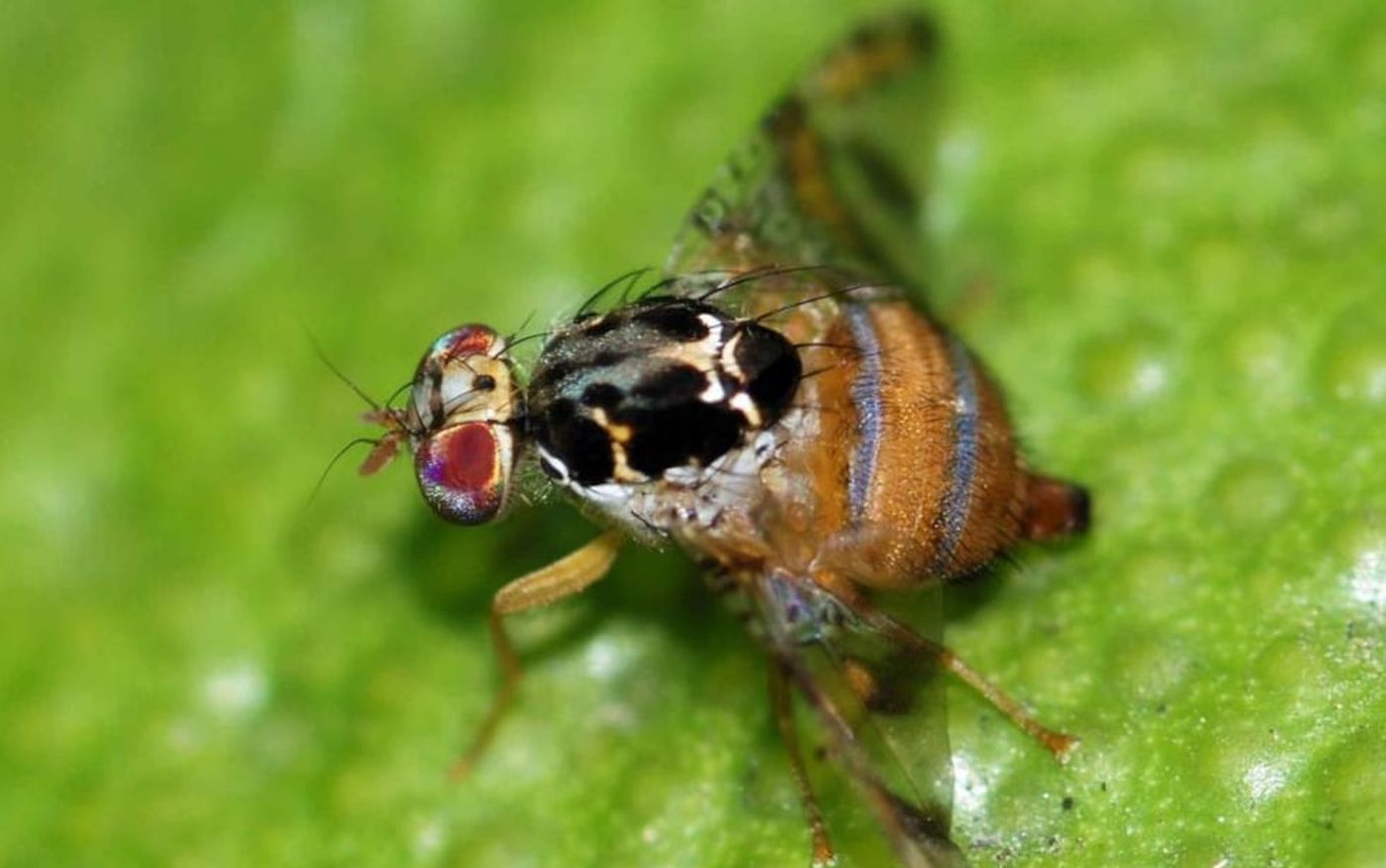 Mosca del Mediterráneo: inscriben a productores para poder comerciar frutas y hortalizas