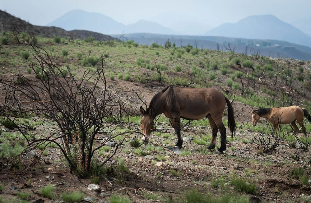 Potrerillos ha sido víctima de graves incendios anteriormente. En julio de 2019, se registró un fuego devastador. Aquí, imágenes del Puesto la Hoyada en las Vegas, Potrerillos camina por los campos quemados por los fue del mes de julio de aquel año. Foto: Ignacio Blanco / Los Andes