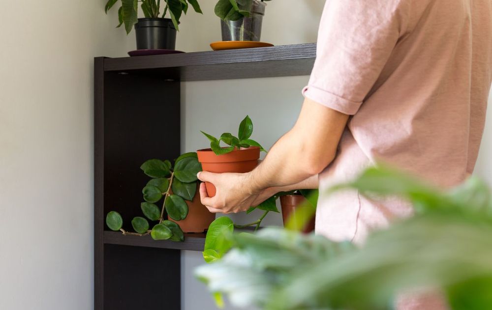 La decoración de interiores con plantas es un beneficio para el bienestar diario pero algunas están prohibidas por las propiedades que expulsan.