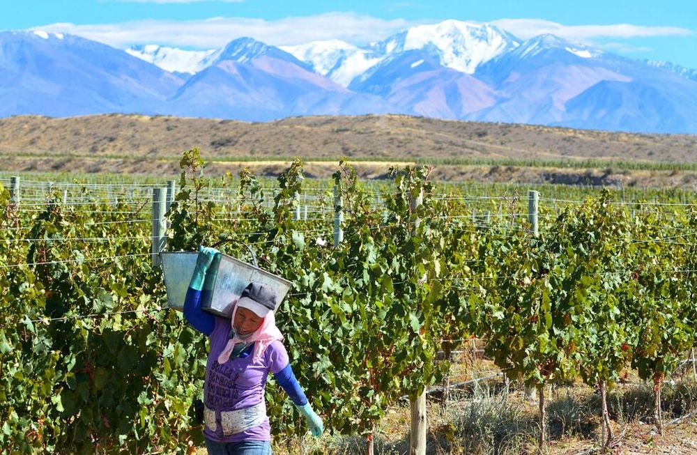 Cosecha de malbec en Tupungato. La política saludó al varietal y destacó sus bondades como actividad económica e ícono cultural. Foto: Claudio Gutierrez / Los Andes