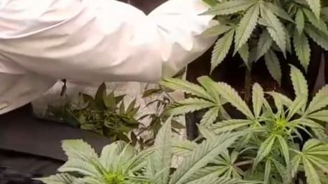 Ahora los cultivadores se convertirán en mano de obra avalada por la UNCuyo. Foto: Gentileza de Maximiliano Paniccia.