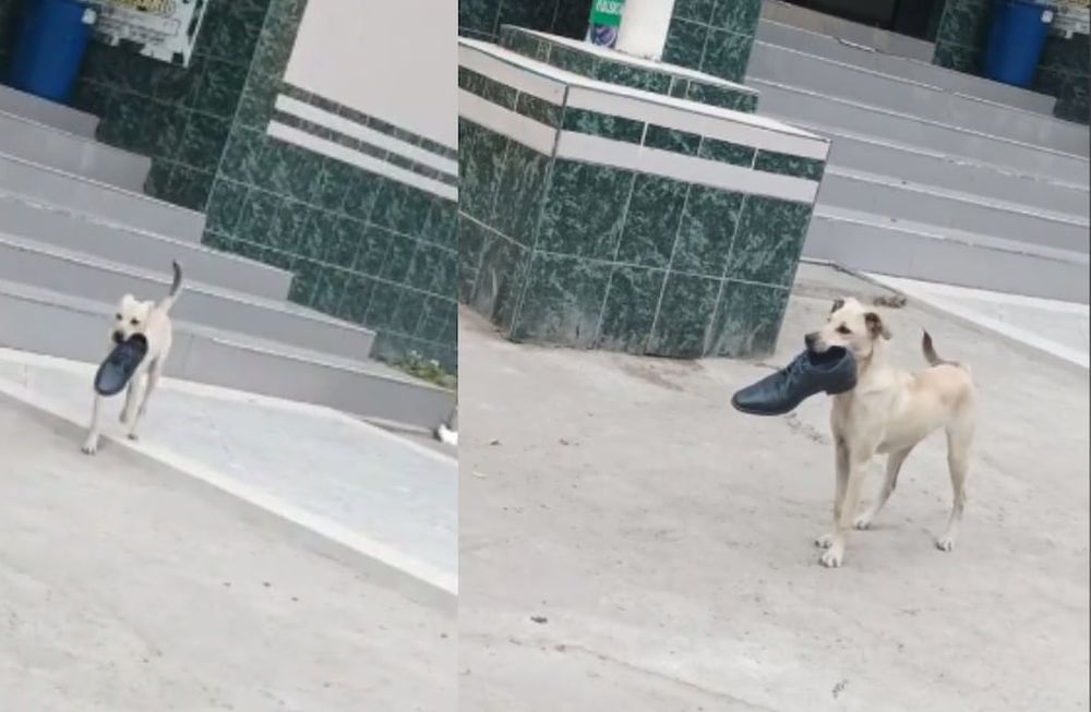 Un perro ladrón viral en TikTok.