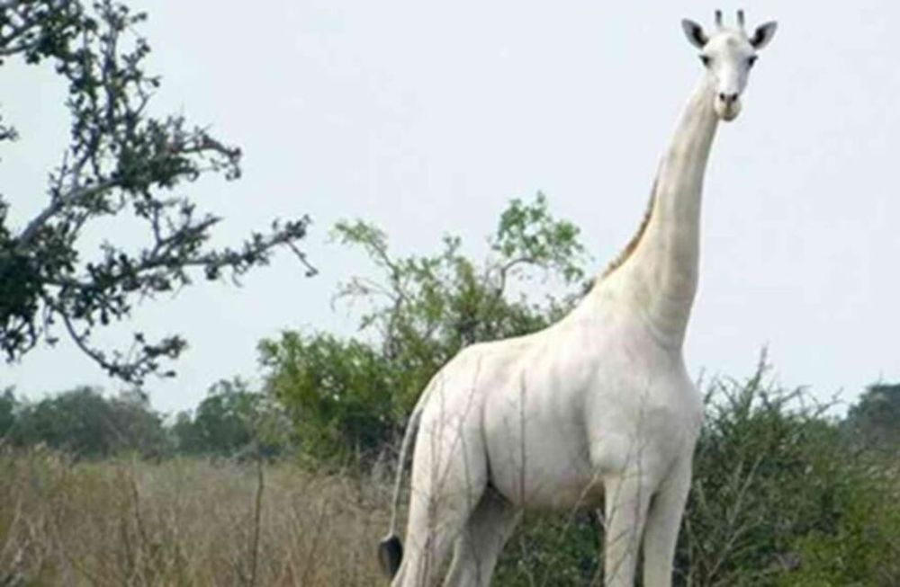 El último ejemplar de jirafa blanca fue fotografiada en el área de conservación Ishaqbini Hirola, en Kenia.