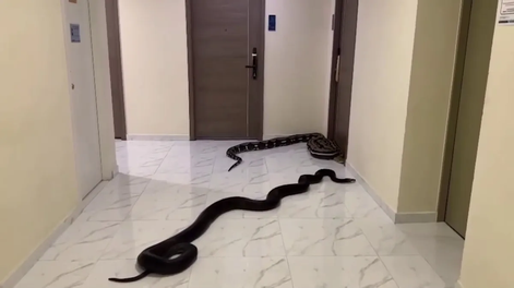 Se enojó con sus vecinos y liberó dos serpientes enormes en el pasillo de su edificio.