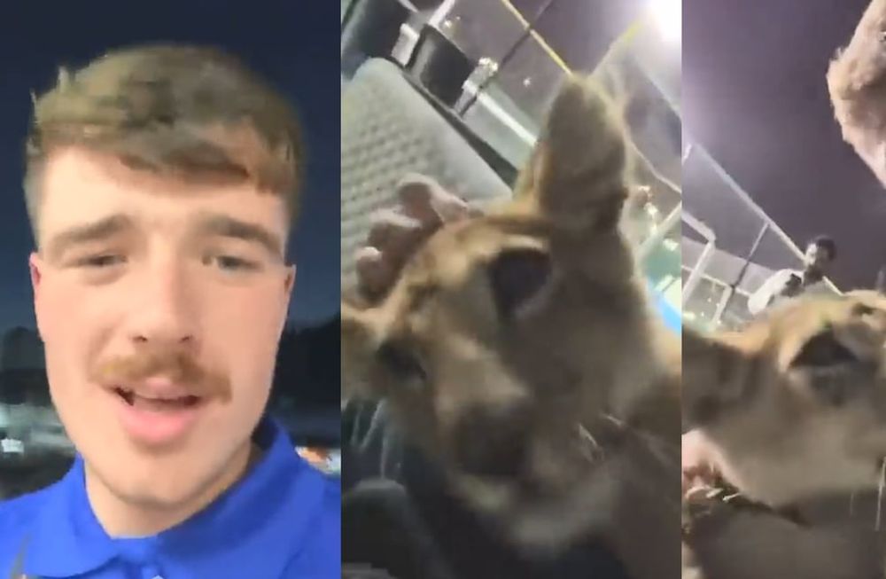 Salieron a comprar cervezas en Qatar, se encontraron al hijo de un jeque y los invitó a su palacio a jugar con leones. Foto: Captura Video.