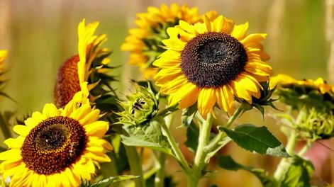 Este método sencillo y económico permite prolongar la vida de los girasoles, sobre todo cortados.