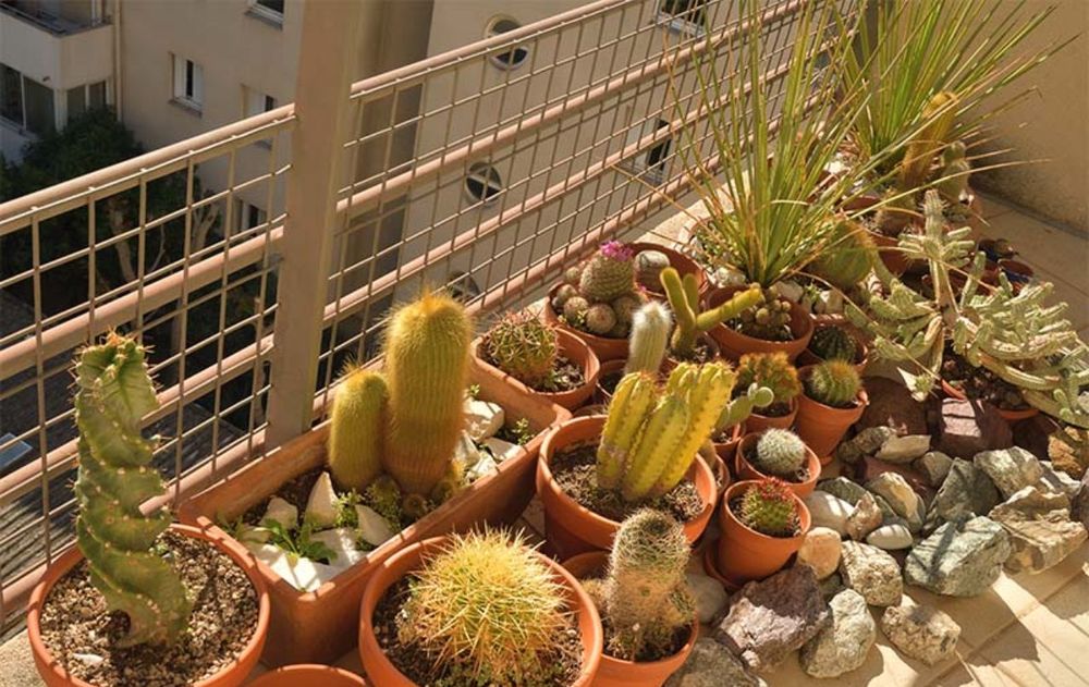 No es para decorar: qu significa poner un cactus en el balcn