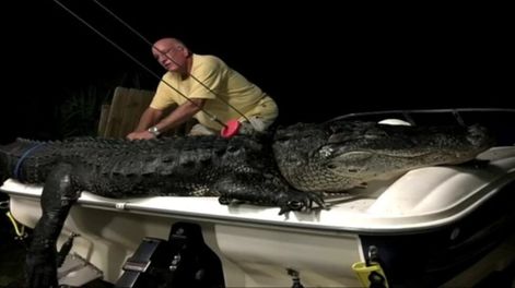 Capturaron un caimán gigante en el lago de Florida: fabricaran monederos y carteras