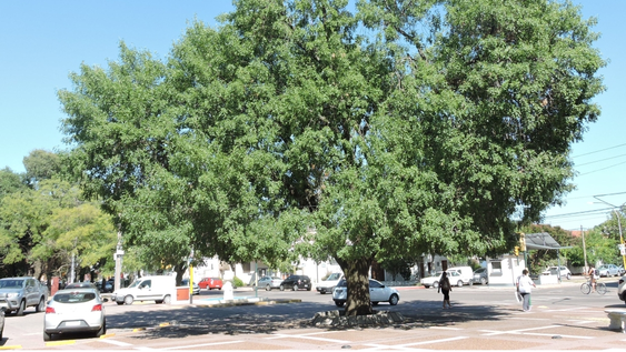 Este árbol crece rápido, resiste a todas las tormentas y no necesita un cuidado constante.