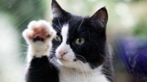 Los gatos se abren paso a la  genética con arañazos