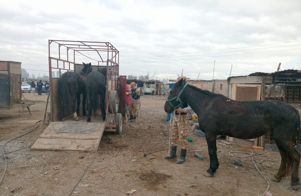 Los caballos rescatados durante el allanamiento. Gentileza Ministerio de Seguridad.