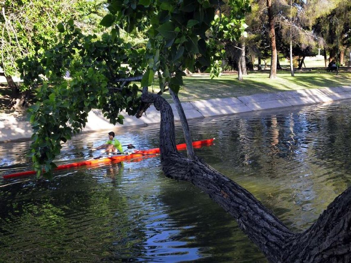 Advierten que 30% del arbolado público debe renovarse