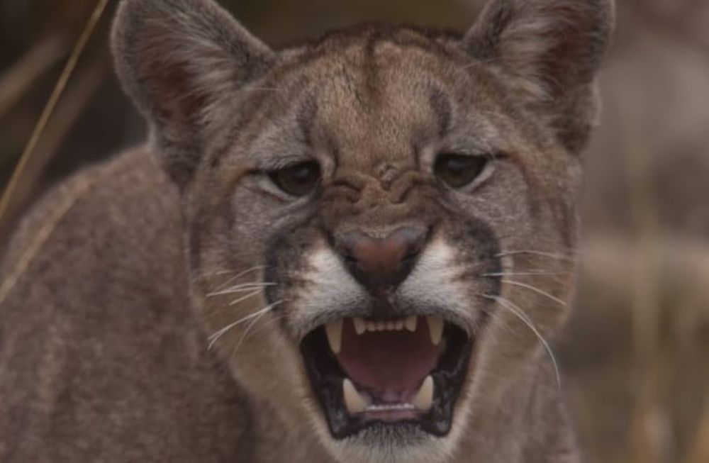 El puma fotógrafo: divertida secuencia de fotos de un puma mirando por una cámara en medio de la cordillera. Foto: Gentileza @cuyo.birding.3