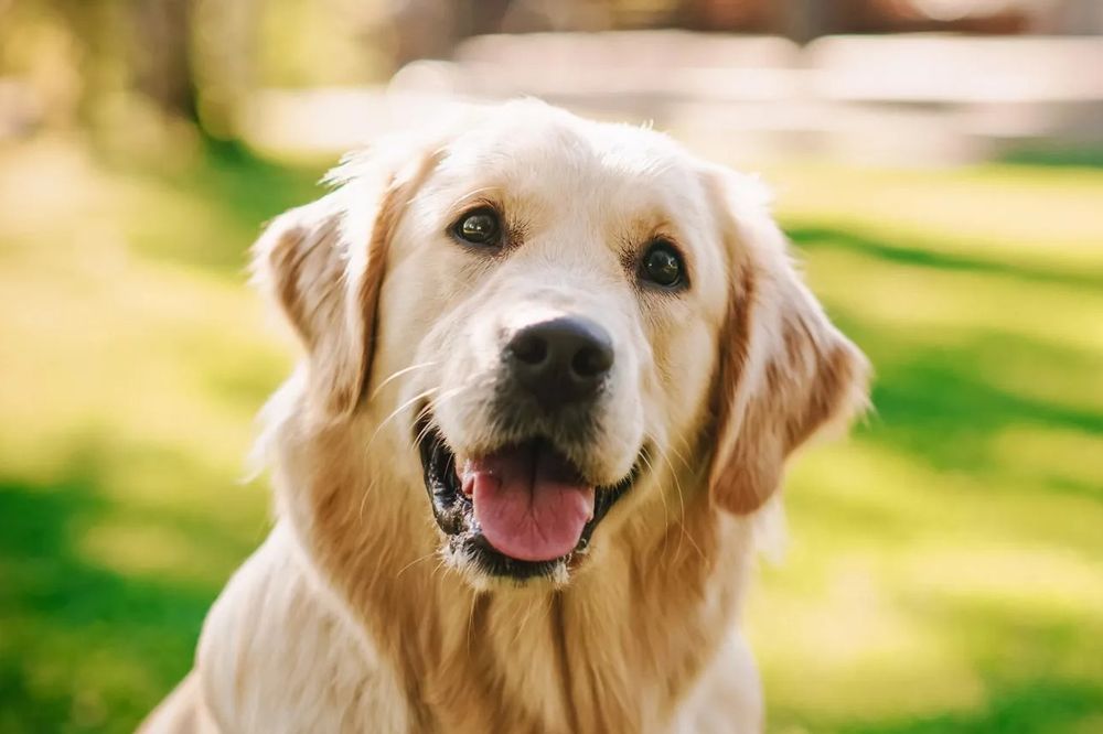 El envejecimiento canino varía ampliamente según el tamaño, la raza y los cuidados recibidos.
