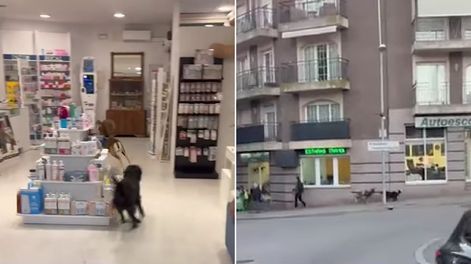 Un animal interrumpió en una farmacia y todos quedaron paralizados.