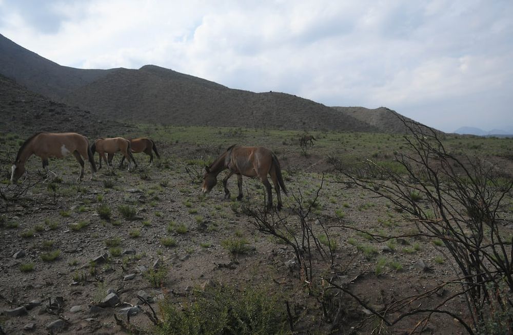 Restaurarán la flora de montaña para mitigar el riesgo de aluviones