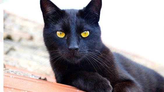 Mito o realidad: ¿se sacrifican gatos negros en Mendoza para Halloween?