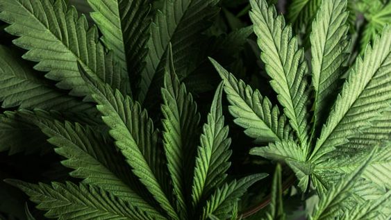 En el marco regulatorio en materia de Cannabis medicinal y Cáñamo Industrial se cosechó las primeras plantas en tres localidades de Buenos Aires.