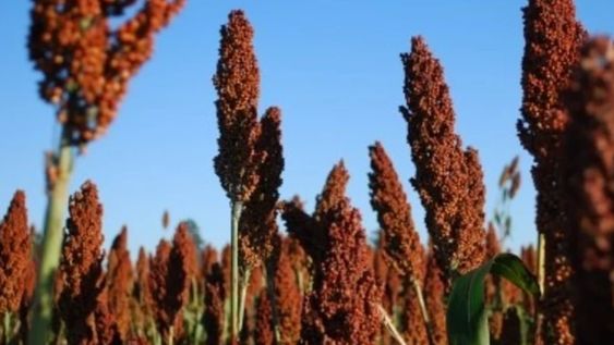 Estudian la genética del sorgo para mejorar su potencial nutritivo