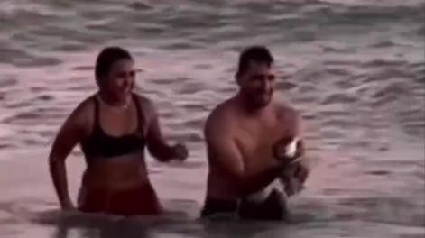 Polémica: una pareja de turistas fue grabada mientras sacaban un pingüino del mar para tomarse fotos