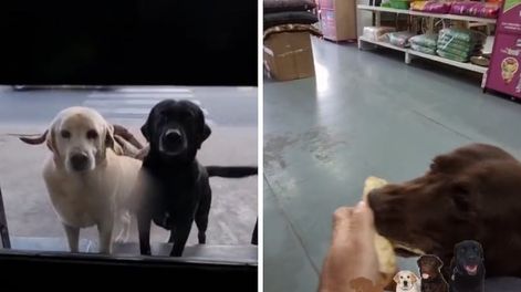 Un hombre filmó el recibimiento que tiene por parte de cuatro perros en su pet shop.