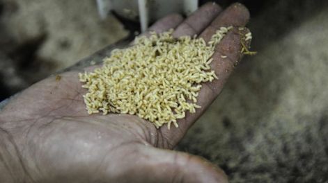 El Iscamen incorpora trampas con inteligencia artificial para el control de plagas agrícolas