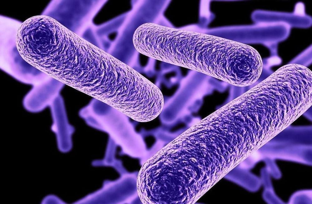 La Legionella es una bacteria que se propaga en los sistemas de agua artificiales de los edificios. Foto: Web
