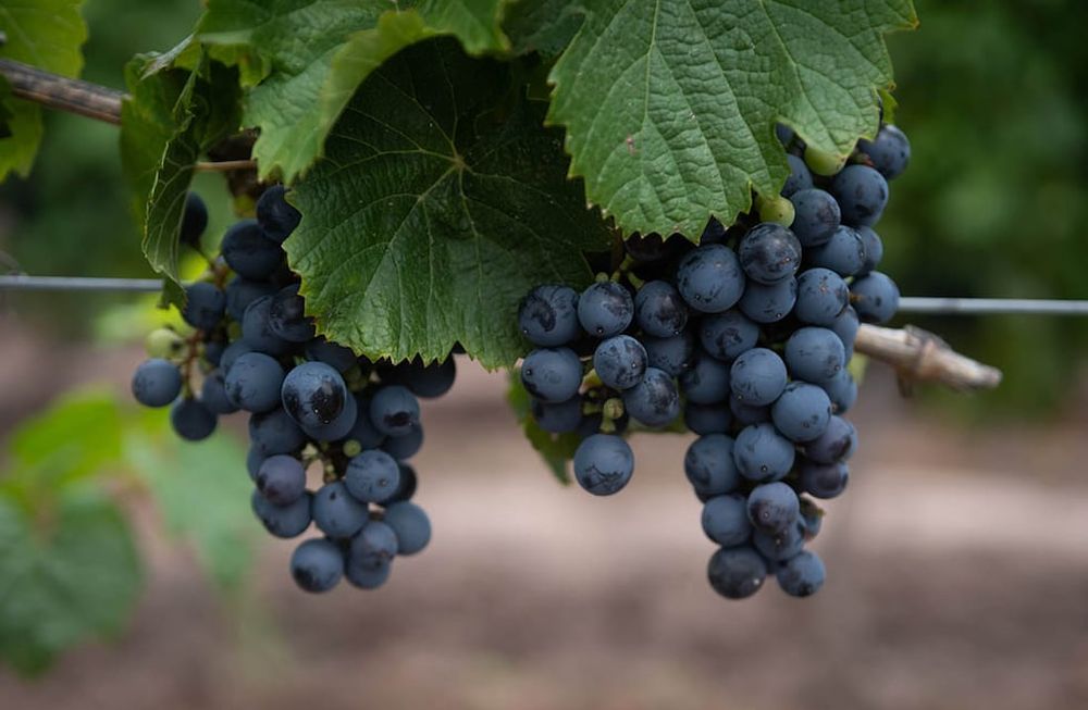 La uva Malbec siempre fue vista como una variedad prestigiosa, pero tuvo que atravesar una caída muy grande en superficie para recuperar el sitio que le estaba reservado, de convertirse en cepa insignia. Foto: Ignacio Blanco / Los Andes