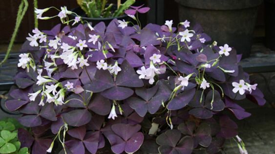 Un jardín con la sabiduría y la magia pintada