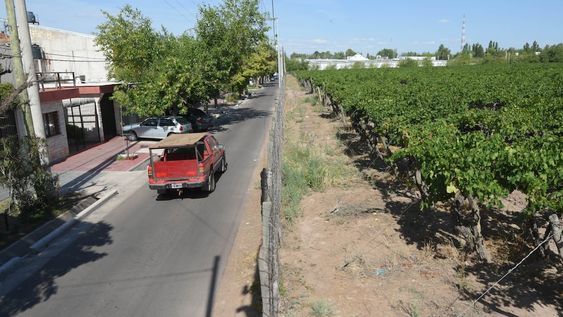 Sobre calle Kennedy, entre  Dorrego y Cobo, se encuentran los últimos viñedos de una zona hoy convertida en un área comercial y residencial por excelencia. Foto: José Gutiérrez / Los Andes