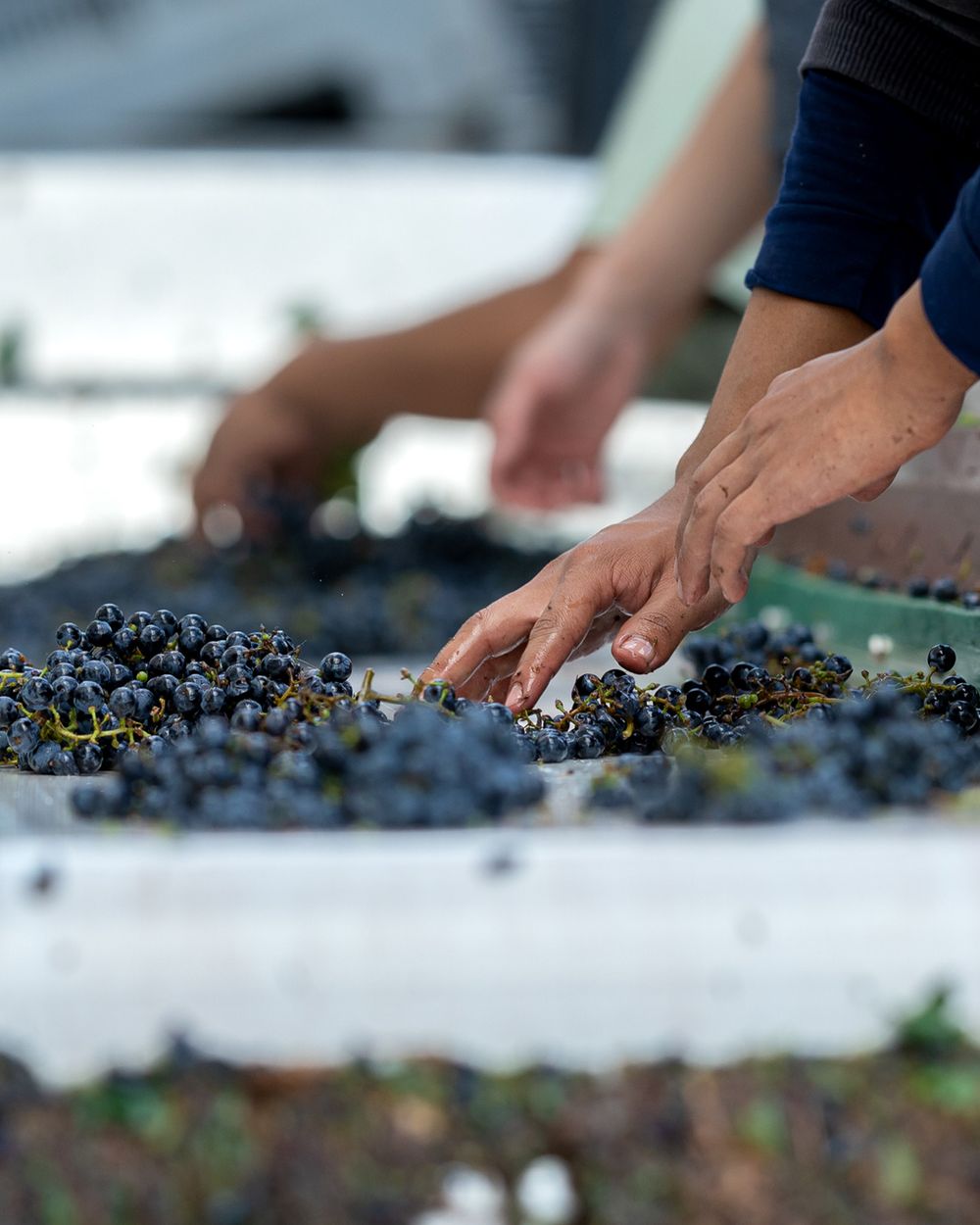 Selección de uvas en viñedos de Gualtallary, Valle de Uco, donde se desarrolla el proyecto vitivinícola Re-Cordis.