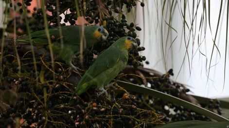 Llevaron un loro argentino a la casa y se contagiaron de psitacosis - Foto EFE