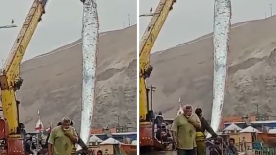 Luego de la aparición del misterioso pez, que según la cultura japonesa predice los desastres, fue la misma zona donde tembló en las últimas horas.