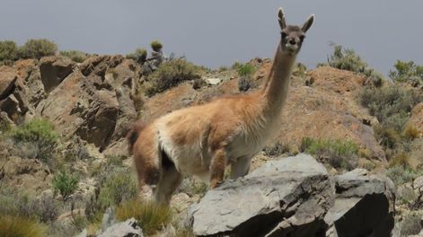 La caza ilegal, en la mira de las autoridades de Mendoza: 4 ministerios coordinan acciones y salen a realizar operativos de control