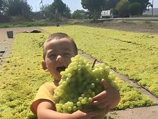 La vendimia es una poderosa experiencia educativa que, a través de hacer para comprender, sumerge a los niños en la naturaleza y las tradiciones, estimulando los sentidos, la motricidad y el desarrollo cognitivo