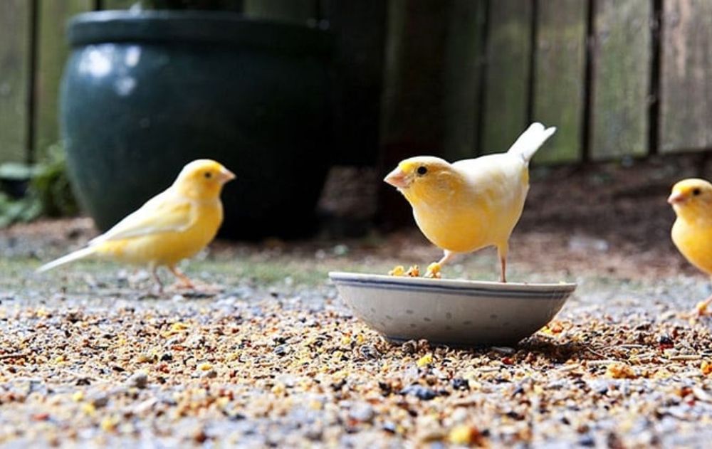 Estas aves suelen alimentarse en momentos en que el ambiente del jardín se siente seguro.