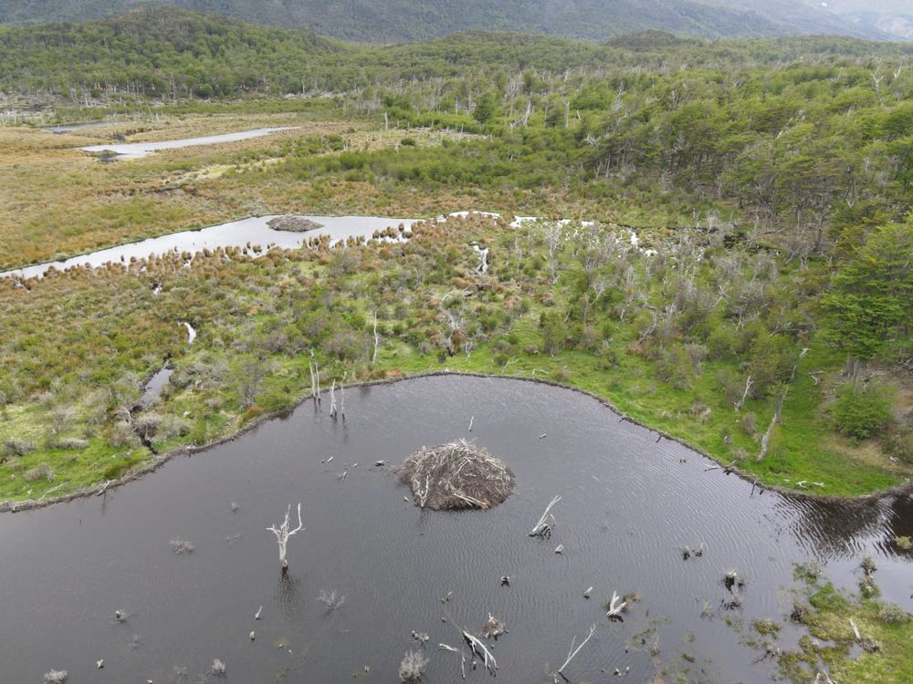 Guaridas. Castoreras de Castor canadiensis en Tierra del Fuego, se observan dos madrigueras rodeadas de lagos artificiales que ellos mismos construyen.  