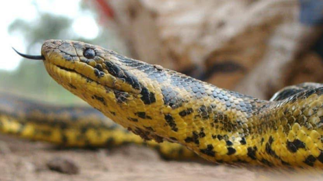 Hallaron una boa curiyú en un gallinero en Chaco